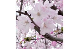 汽车1+x证书 汽车1+x证书含金量高吗